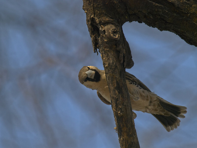 Okaukuejo, Weaver Bird